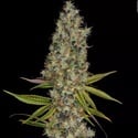Rainbow Road (Paradise Seeds) féminisée