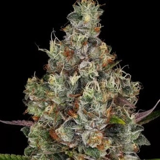 Rainbow Road (Paradise Seeds) féminisée
