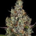 Rainbow Road (Paradise Seeds) féminisée