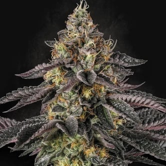 Sunset Paradise (Paradise Seeds) féminisée