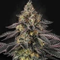Sunset Paradise (Paradise Seeds) féminisée