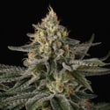 Sunset Paradise (Paradise Seeds) féminisée