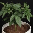 Sunset Paradise (Paradise Seeds) féminisée