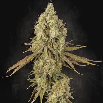 Tangerine Sorbet (Paradise Seeds) féminisée