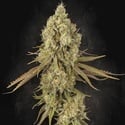 Tangerine Sorbet (Paradise Seeds) féminisée