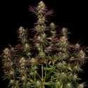 Tangerine Sorbet (Paradise Seeds) féminisée