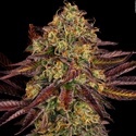 Tangerine Sorbet (Paradise Seeds) féminisée