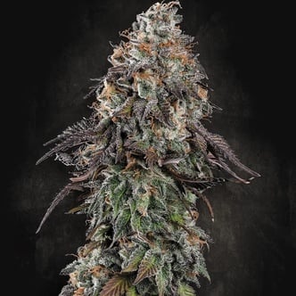 White Noise (Paradise Seeds) féminisée