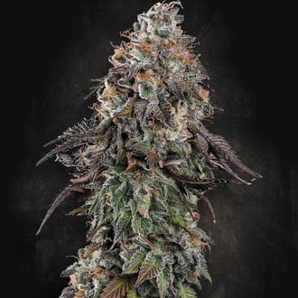 White Noise (Paradise Seeds) féminisée