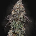 White Noise (Paradise Seeds) féminisée