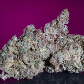 White Noise (Paradise Seeds) féminisée