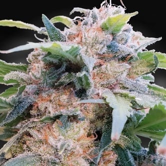 CBDream (Paradise Seeds) féminisée
