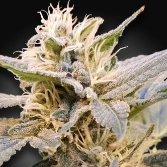 CBDelight (Paradise Seeds) féminisée