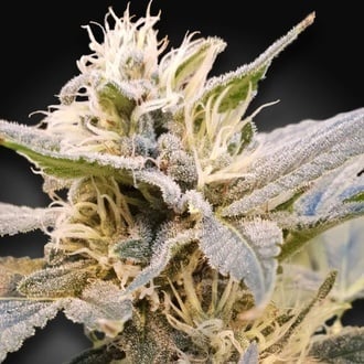 CBDelight (Paradise Seeds) féminisée