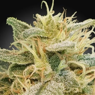 CBDrelief (Paradise Seeds) féminisée