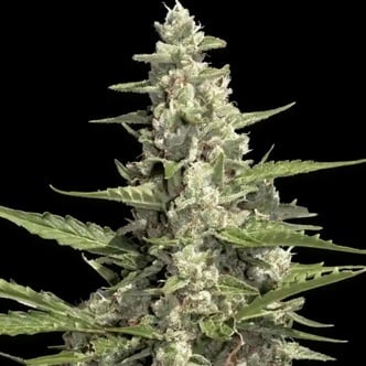 Pandora Auto (Paradise Seeds) féminisée