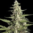 Pandora Auto (Paradise Seeds) féminisée