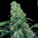 Pandora Auto (Paradise Seeds) féminisée