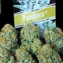 Pandora Auto (Paradise Seeds) féminisée