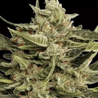Vertigo Auto (Paradise Seeds) féminisée