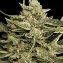 Vertigo Auto (Paradise Seeds) féminisée
