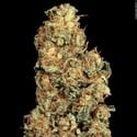 Vertigo Auto (Paradise Seeds) féminisée