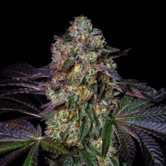 Kushmallow (Pure Instinto) féminisée