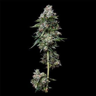 Kosher Kush (DNA Genetics) féminisée