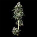 Kosher Kush (DNA Genetics) féminisée