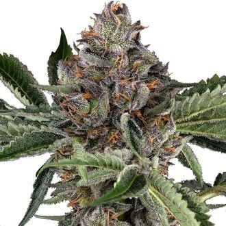 Papaya Jealousy (Sensi Seeds) féminisée