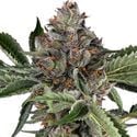 Papaya Jealousy (Sensi Seeds) féminisée