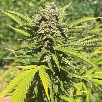 Banana Melt (Humboldt Seed Company) féminisée