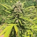 Banana Melt (Humboldt Seed Company) féminisée