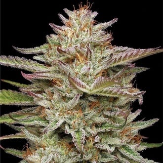 Banana OG (Humboldt Seed Company) féminisée