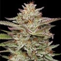 Banana OG (Humboldt Seed Company) féminisée
