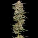 Banana OG (Humboldt Seed Company) féminisée