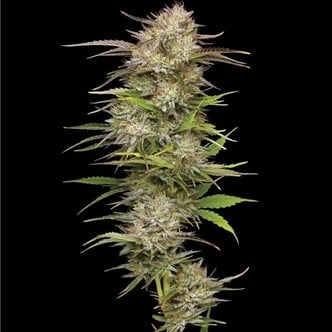 California Haze (Humboldt Seed Company) féminisée