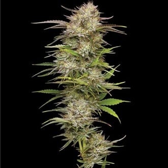 California Haze (Humboldt Seed Company) féminisée