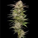California Haze (Humboldt Seed Company) féminisée