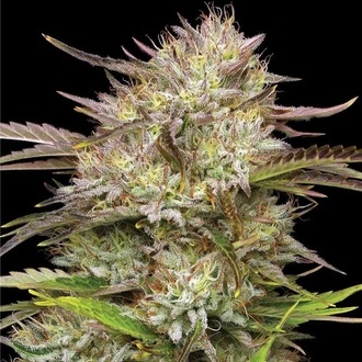 California Haze (Humboldt Seed Company) féminisée