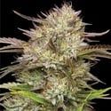 California Haze (Humboldt Seed Company) féminisée