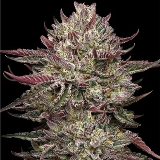 Chicken N’Wafflez (Humboldt Seed Company) féminisée