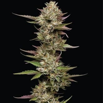 Moon Fog (Humboldt Seed Company) féminisée