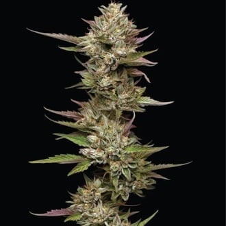 Moon Fog (Humboldt Seed Company) féminisée