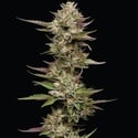 Moon Fog (Humboldt Seed Company) féminisée