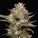 Moon Fog (Humboldt Seed Company) féminisée