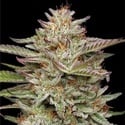 Banana OG Auto (Humboldt Seed Company) féminisée