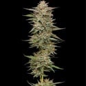 Banana OG Auto (Humboldt Seed Company) féminisée