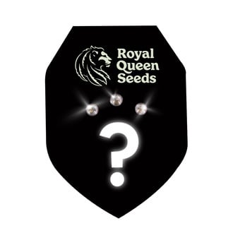 3 graines mystères à autofloraison (Royal Queen Seeds)