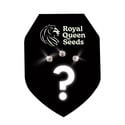 3 graines mystères à autofloraison (Royal Queen Seeds)